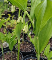 Polygonatum biflorum 
